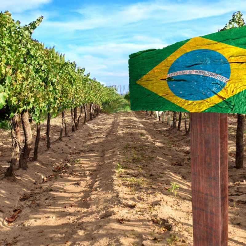 O Brasil é, sim, terra de vinhos