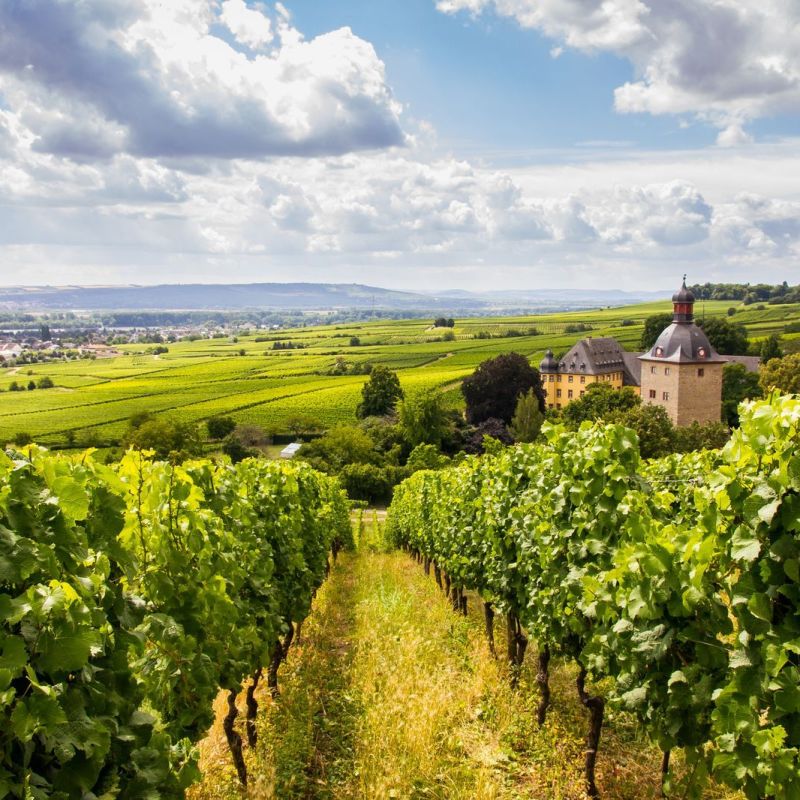 Tendência para 2017: os vinhos da Alemanha em destaque