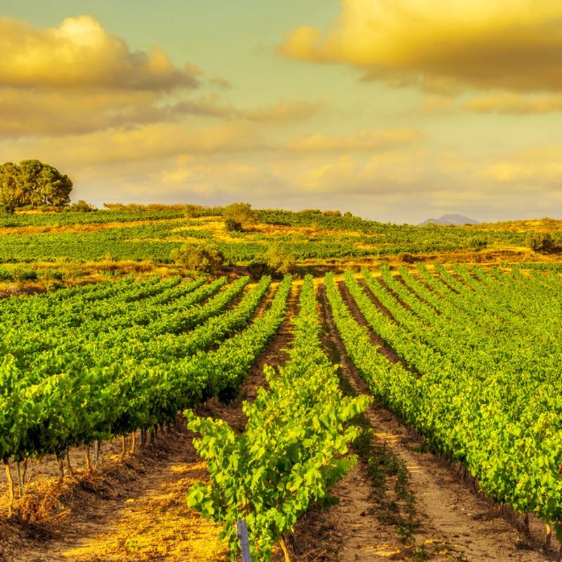 Vinhos da Catalunha