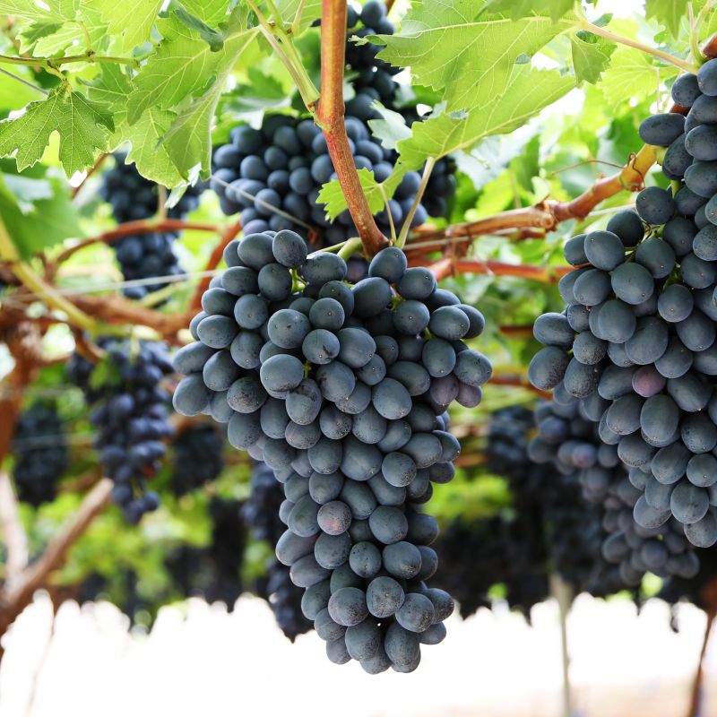 Como descobrir sua uva preferida? Parte 1 – uvas tintas