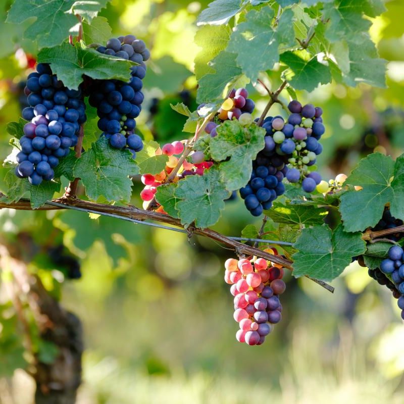 Guia Definitivo dos Vinhos de Bordeaux