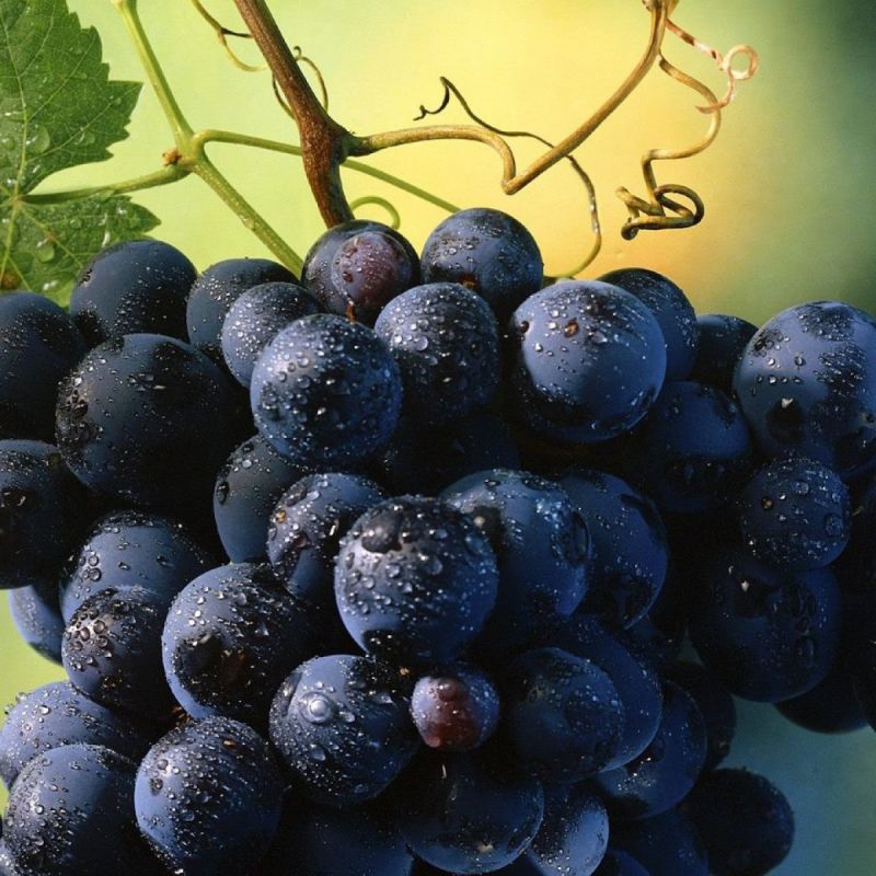 A uva mais plantada da Itália