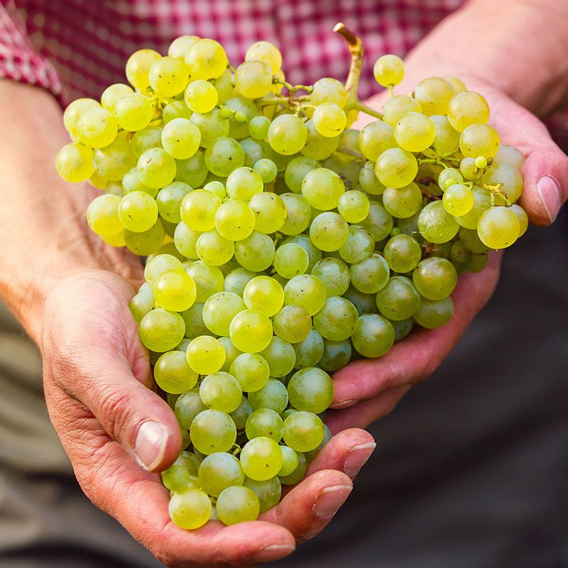 Alvarinho: a uva é branca, mas o vinho é verde