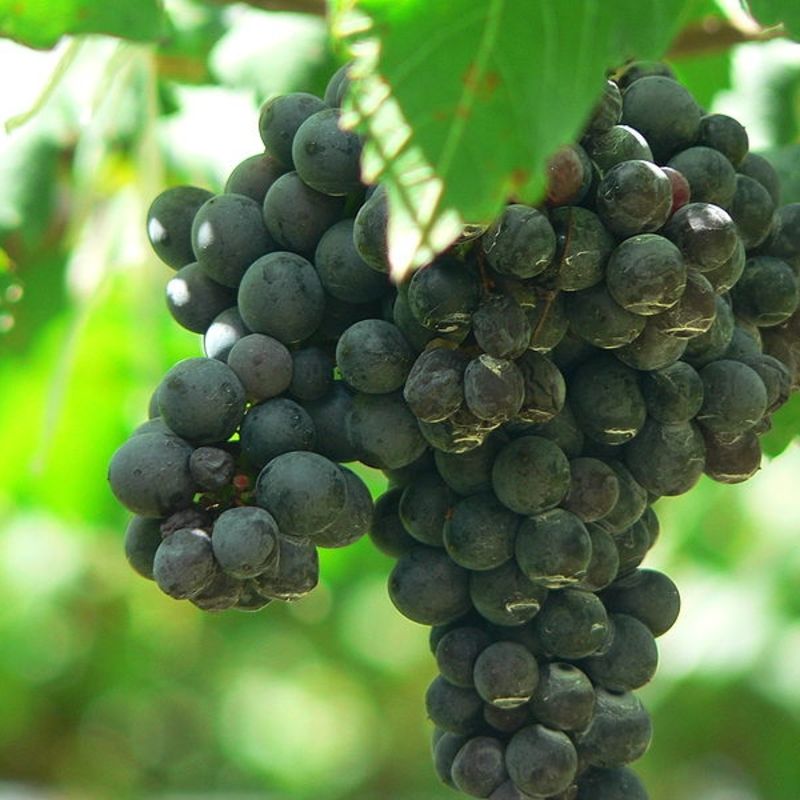 Syrah: a uva deliciosamente versátil