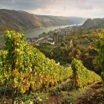 Crise e brilho na viticultura alemã