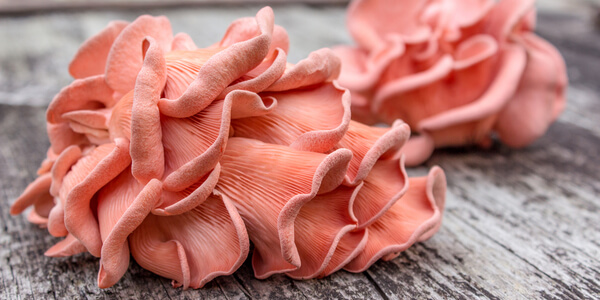 Pleurotus Salmao Pink oyster Mushrooms