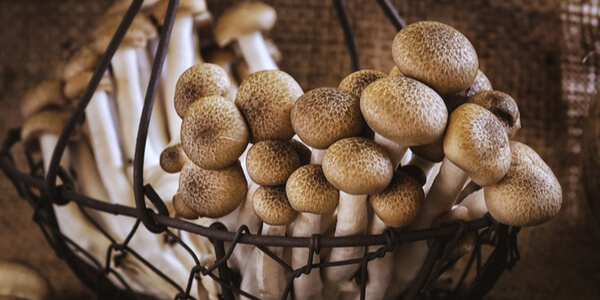 Tipos de cogumelos shimeji preto e branco