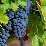 syrah shiraz uva vinho franca rhone sul norte
