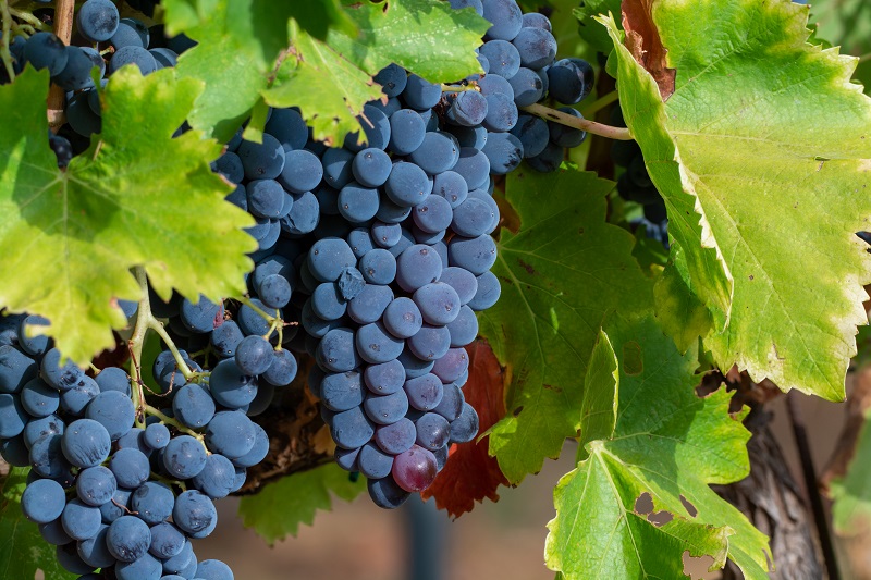 syrah shiraz uva vinho franca rhone sul norte