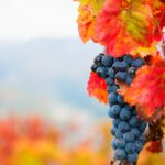 7 uvas portuguesas portugal vinho touriga nacional douro