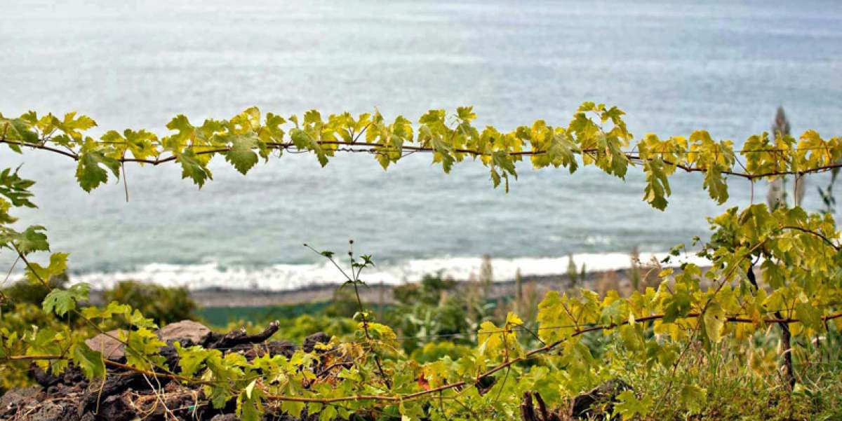 foto de vinicola de vinho madeira